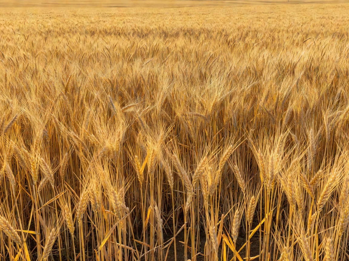 Golden einkorn wheat growing in a sunlit agricultural field